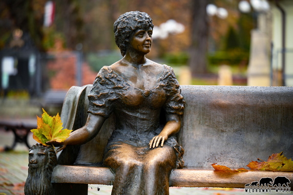 Daisy, angielska stokrotka na (górno)śląskiej ziemi